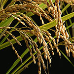稲穂イメージ